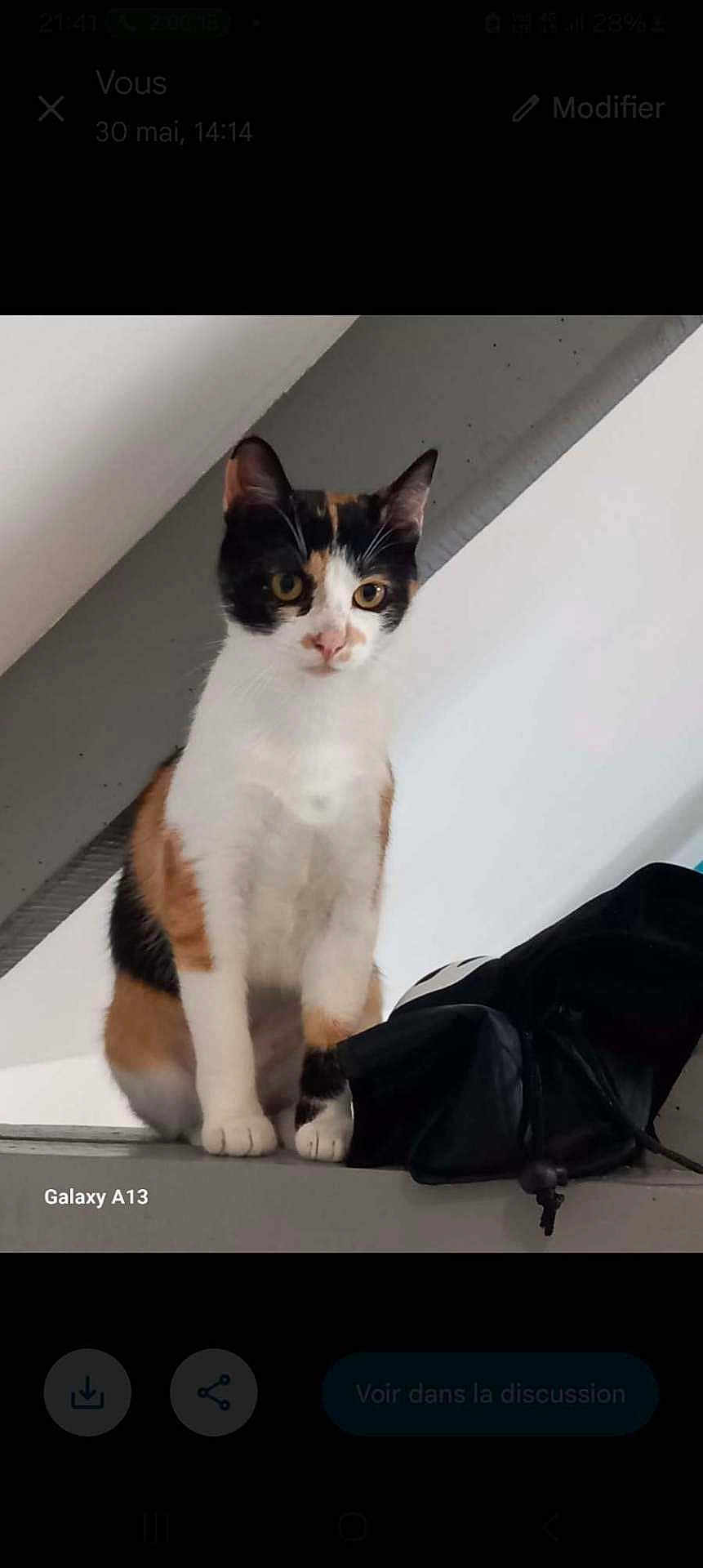 Sunny a rejoint le concours — aidez-le/la à gagner de superbes lots ! calico_cat, cat, pet, animal, indoor, ledges, black_bag, curious, white_fur, orange_fur, black_fur, ears, whiskers, eyes, paws, wall, ceiling, sitting, feline, domestic_animal