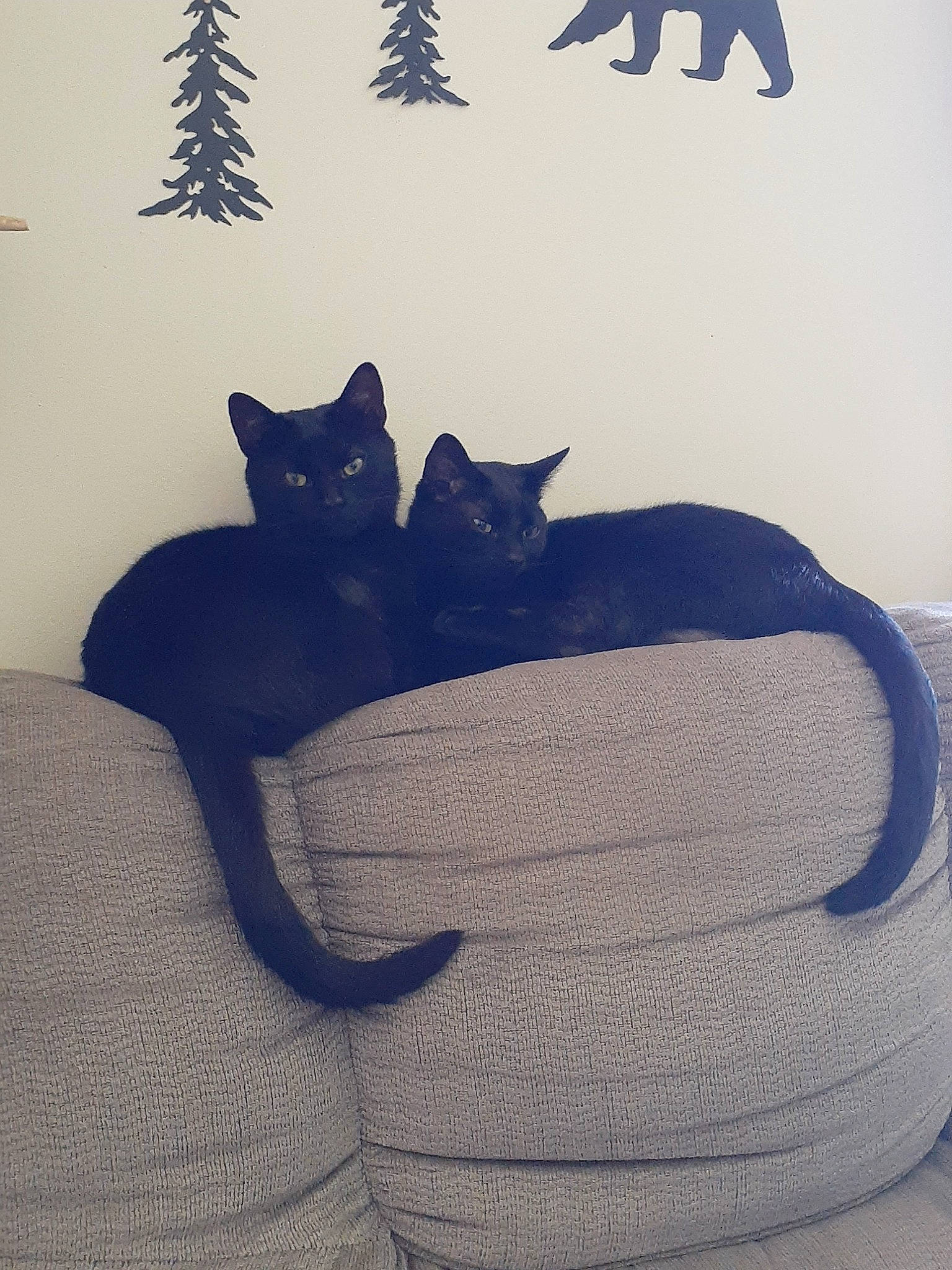 Sambuca And Bagheera