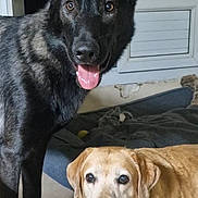 Vico participe au concours pour gagner de l'argent avec cette photo : animal, black_dog, canine, companion, cute, dog, domestic_animal, floor, friendly, fur, golden_labrador, happy, indoor, mammal, pets, playful, portrait, smiling, tongue_out, two_dogs