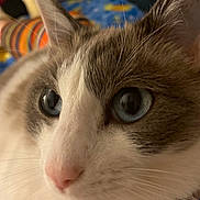 Binx joined the competition — help win amazing prizes! cat, close_up, blue_eyes, fur, pink_nose, whiskers, pet, animal, domestic_cat, indoor, soft_light, curious, face, mammal, cute, feline, portrait, blurred_background, cozy, colorful