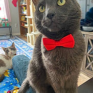 Fuzz is registered to the contest to win money with this photo: cat, gray_cat, red_bow_tie, indoor, couch, armrest, second_cat, blanket, holiday_decorations, stocking, bookshelf, window, carpet, furniture, pet, domestic_animal, relaxed, curious, yellow_eyes, cozy