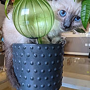 Morville Marie Line participe au concours pour gagner de l'argent avec cette photo : kitten, cat, blue_eyes, plant, flower_pot, green_leaves, indoor, curious, close_up, pet, feline, decor, animal, young_animal, table, houseplant, cute, whiskers, fur, eye_contact