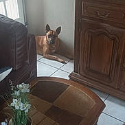 Sherkan a rejoint le concours — aidez-le/la à gagner de superbes lots ! animal, brown, butterfly_decoration, calm, coffee_table, corner, cozy, dog, door, flower_pot, furniture, home_decor, indoor, living_room, natural_light, pet, quiet, relaxing, tile_floor, wooden_cabinet