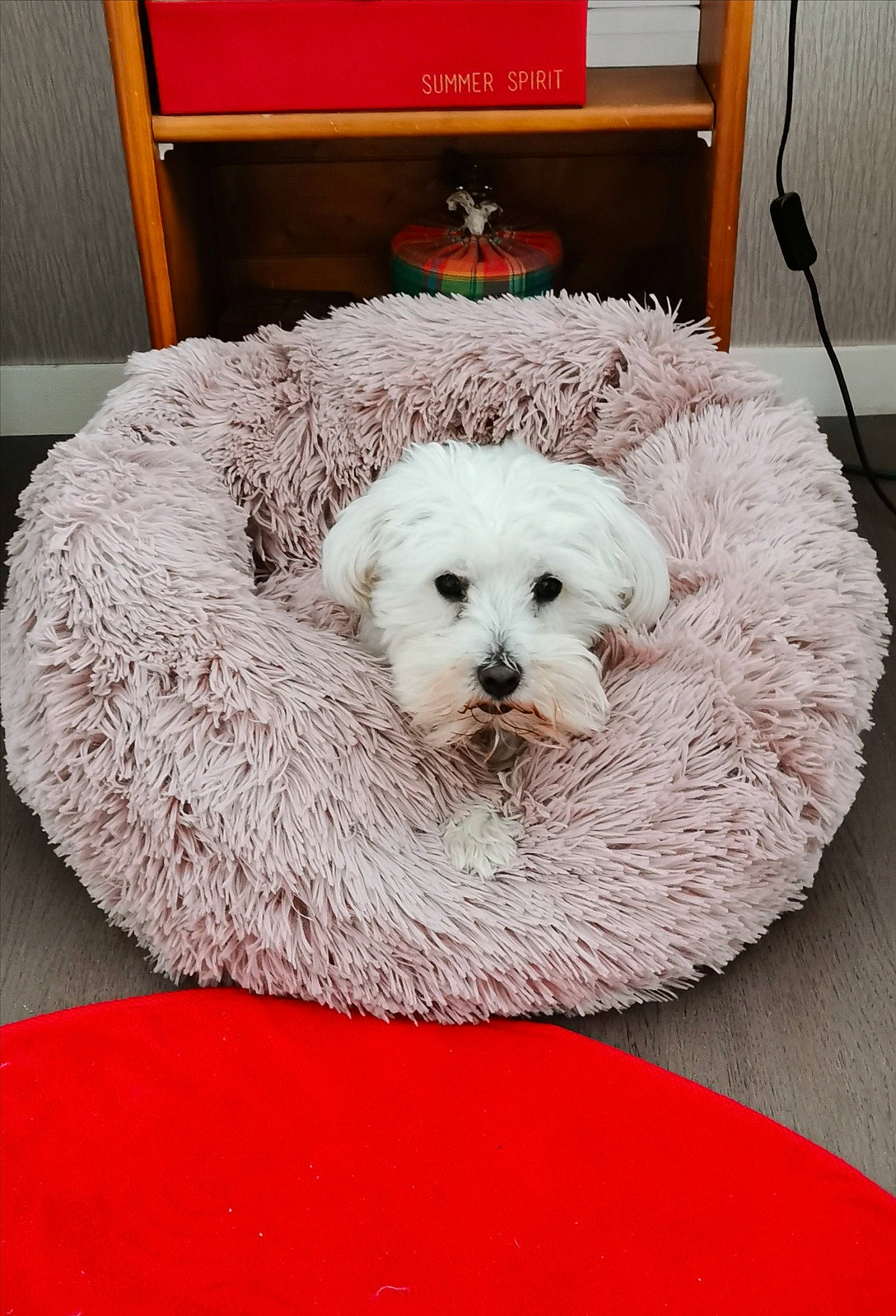 Jazz participe au concours pour gagner de l'argent avec cette photo : bichon, bichon_frise, bolognese, bolonka, canidae, carnivore, cavapoo, companion_dog, dog, dog_bed, dog_breed, maltepoo, maltese, non_sporting_group, poodle_crossbreed, puppy, rare_breed_dog, shih_tzu, toy_dog, toy_poodle