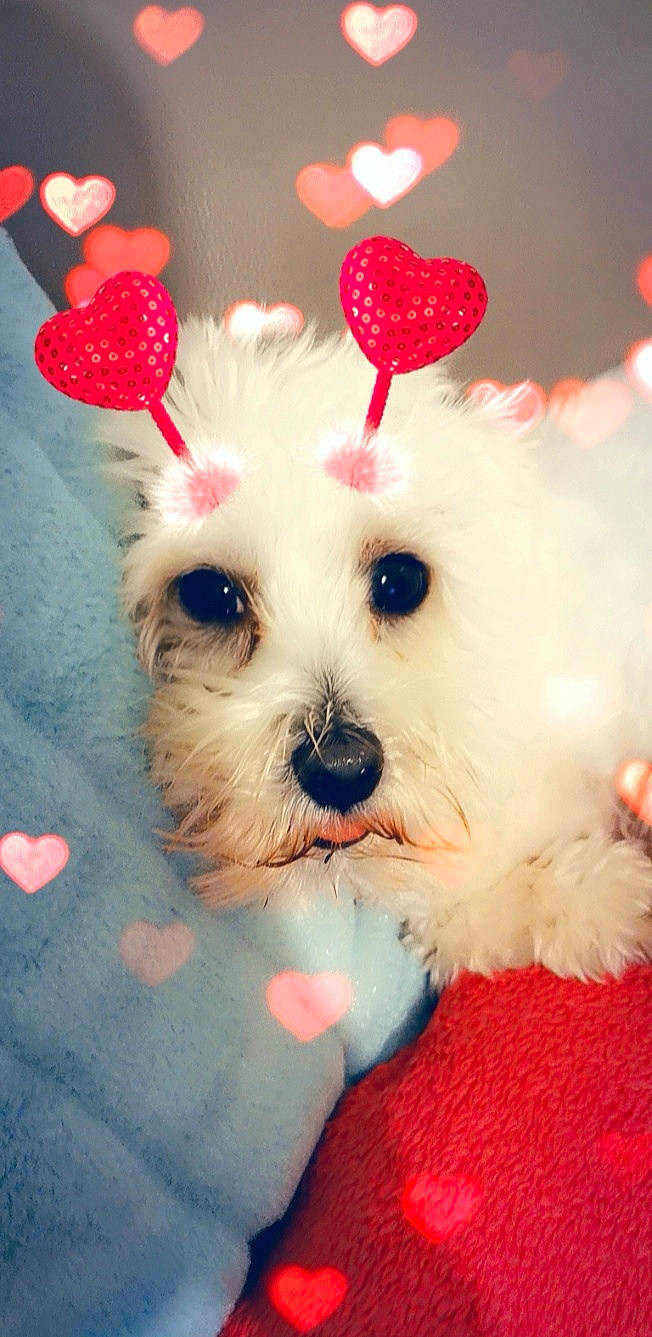 Jazz a rejoint le concours — aidez-le/la à gagner de superbes lots ! bichon, bolognese, bolonka, canidae, carnivore, companion_dog, dog, dog_breed, havanese, maltepoo, maltese, mammal, morkie, non_sporting_group, puppy, puppy_love, rare_breed_dog, snout, toy_dog, toy_poodle