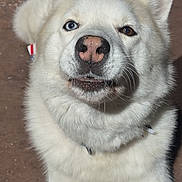 Squash is registered to the contest to win money with this photo: dog, white_dog, heterochromia, blue_eye, brown_eye, pink_nose, fluffy, outdoor, pet, canine, close_up, animal, portrait, sunlight, cute, fur, mammal, friendly, looking_up, expression