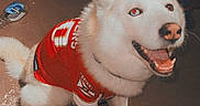 Squash is registered to the contest to win money with this photo: dog, white_dog, pet, animal, sitting, red_jersey, happy, indoor, floor, reflection, flash, canine, smiling, fur, paw, nose, tail, collar, cute, domestic