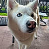 dog, white_dog, heterochromia, blue_eye, brown_eye, close_up, outdoor, patio, fence, chair, curious, canine, pet, animal, fur, snout, ears, daylight, domestic_animal, portrait
