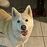 dog, canine, pet, indoor, floor, tile_floor, vacuum_cleaner, happy, smiling, ears, fur, tail, mouth_open, unique_eyes, domestic_animal, household, looking_up, white_fur, light, shadow