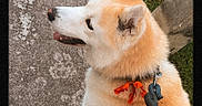 Squash is registered to the contest to win money with this photo: animal, canine, collar, companion, cute, daytime, dog, domestic_animal, fur, grass, happy, leash, mammal, nature, orange_bow, outdoor, pet, portrait, sidewalk, walking