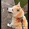 Squash is registered to the contest to win money with this photo: dog, animal, pet, leash, sidewalk, grass, outdoor, collar, orange_bow, walking, canine, fur, daytime, nature, mammal, cute, portrait, companion, happy, domestic_animal