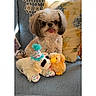 animal, blue_fabric, chair, cozy, crochet, cute, decor, dog, floral, home, indoor, party_hat, pet, pillow, plush_toy, relaxing, small_dog, stuffed_animal, sunlight, tongue_out