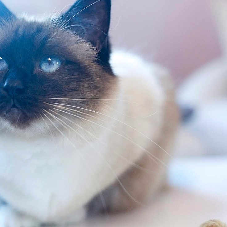 Gomette participe au concours pour gagner de l'argent avec cette photo : animal, blue_eyes, blurred_background, cat, close_up, cute, domestic_cat, feline, fluffy, focus, fur, indoor, looking_up, mammal, pet, portrait, siamese, soft_light, whisker, whiskers