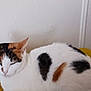 animal, calico_cat, cat, close_up, cozy, domestic_animal, ears, feline, fur, indoor, pet, quiet, relaxed, resting, side_view, sleepy, soft, whiskers, white_wall, yellow_cushion