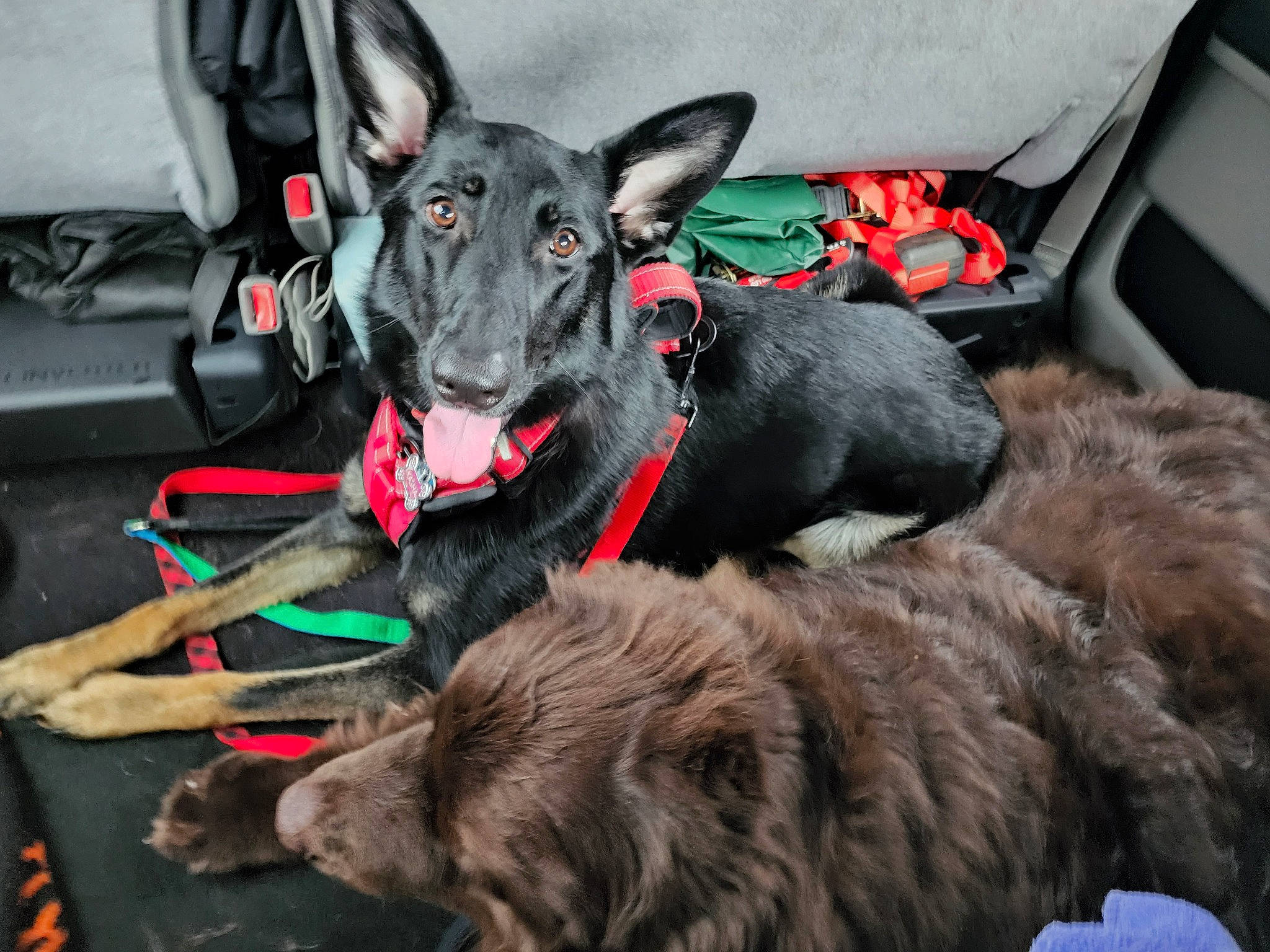 Kasha is registered to the contest to win money with this photo: auto_part, canidae, carnivore, collar, companion_dog, dog, dog_breed, dog_collar, dog_supply, fashion_accessory, fur, guard_dog, leash, liver, motor_vehicle, snout, sporting_group, steering_wheel, vehicle, working_animal