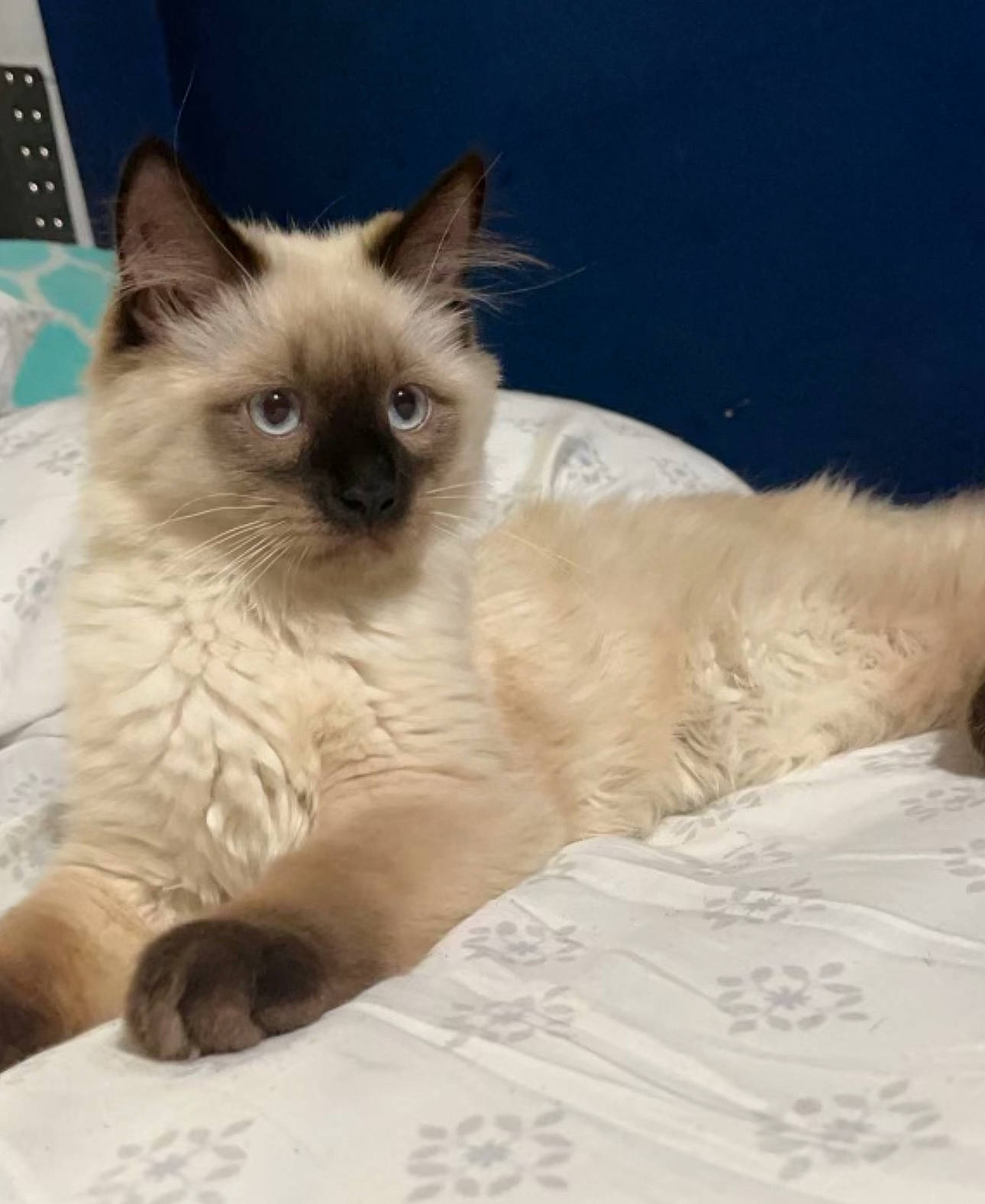 Snoopy joined the competition — help win amazing prizes! balinese, birman, carnivore, cat, comfort, fawn, felidae, fur, paw, siamese, small_to_medium_sized_cats, snout, terrestrial_animal, tonkinese, whiskers