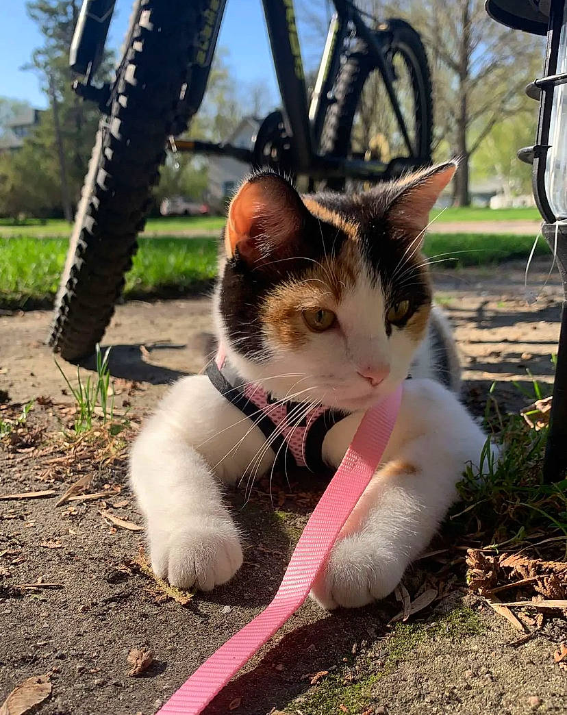 Boopy joined the competition — help win amazing prizes! automotive_tire, bicycle, bicycle_handlebar, bicycle_tire, bicycle_wheel, bicycles_equipment_and_supplies, carnivore, cat, domestic_short_haired_cat, felidae, grass, plant, small_to_medium_sized_cats, snout, tail, terrestrial_animal, tire, tree, wheel, whiskers