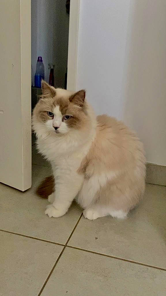 Madara participe au concours pour gagner de l'argent avec cette photo : british_longhair, carnivore, cat, claw, fawn, felidae, flooring, fur, hardwood, paw, ragdoll, small_to_medium_sized_cats, snout, tail, terrestrial_animal, whiskers, wood