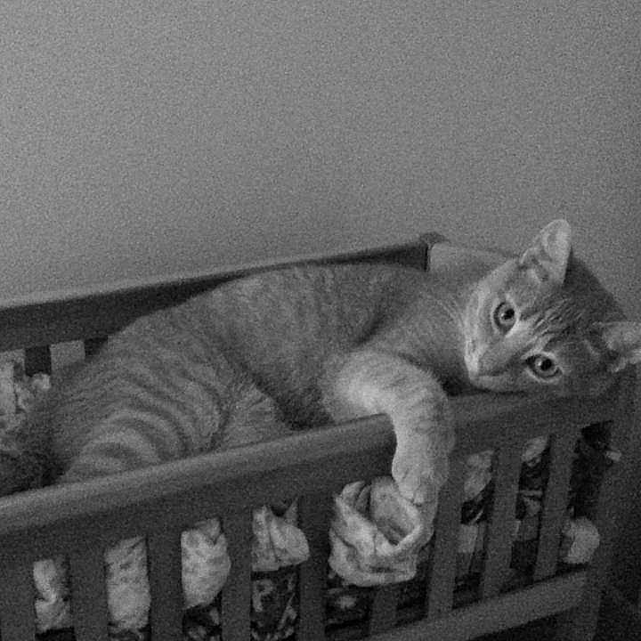 Taco is registered to the contest to win money with this photo: