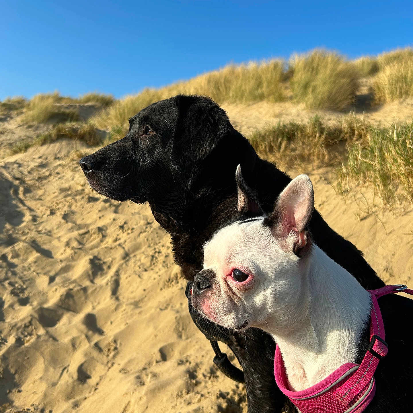 Rosie And Bonnie is registered to the contest to win money with this photo: animal, beach, bostonbull, boxer, bulldog, canine, dog, frenchbulldog, grass, hound, nature, outdoors, pet, pitbull, plant, pointer, puppy, sand, soil, whitedog