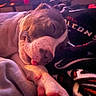 Caroline Trivett joined the competition — help win amazing prizes! bed, blanket, brown_dog, close_up, cozy, cute, dog, home, indoor, lying_down, paws, pet, photography, portrait, relaxed, resting, short_fur, sleeping, tongue, warm_lighting