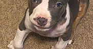 Caroline Trivett is registered to the contest to win money with this photo: adorable, animal, blue_eyes, carpet, close_up, dog, floor, floppy_ears, gray_and_white, home, indoors, looking_up, pet, pit_bull, portrait, puppy, short_hair, sitting, white_chest, white_paws