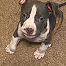 adorable, animal, blue_eyes, carpet, close_up, dog, floor, floppy_ears, gray_and_white, home, indoors, looking_up, pet, pit_bull, portrait, puppy, short_hair, sitting, white_chest, white_paws