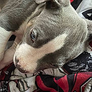 Caroline Trivett joined the competition — help win amazing prizes! animal, black, blanket, close_up, cozy, dog, ears, eyes, face, gray_and_white, indoors, muzzle, nose, pet, portrait, puppy, red, short_hair, sleepy, snuggling