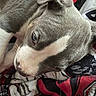 animal, black, blanket, close_up, cozy, dog, ears, eyes, face, gray_and_white, indoors, muzzle, nose, pet, portrait, puppy, red, short_hair, sleepy, snuggling