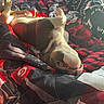 Caroline Trivett is registered to the contest to win money with this photo: bed, belly_up, black, blanket, cute, dog, home, indoors, lying_down, paws_up, pet, portrait, puppy, quilt, red, relaxed, sleeping, sports_theme, sunlight, television