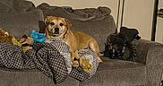 Madden is registered to the contest to win money with this photo: dog, couch, blanket, plush_toy, living_room, floor_lamp, wood_floor, wall, furniture, pet, indoor, relaxed, brown_dog, seated, cozy, home, comfort, domestic, animal, resting