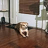 dog, indoor, wooden_floor, door, blinds, shelf, household_items, pet, calm, tan_dog, floor_mat, shadow, home, quiet, resting, animal, companion, domestic, furniture, lighting