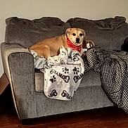 Madden is registered to the contest to win money with this photo: dog, bandana, couch, blanket, paw_prints, gray_couch, indoor, wooden_floor, pet, relaxed, furniture, cozy, canine, home, animal, comfort, resting, red_accessory, textile, living_room