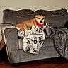 dog, bandana, couch, blanket, paw_prints, gray_couch, indoor, wooden_floor, pet, relaxed, furniture, cozy, canine, home, animal, comfort, resting, red_accessory, textile, living_room