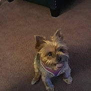 Holly is registered to the contest to win money with this photo: affenpinscher, animal, ball, canine, cockerspaniel, couch, dog, furniture, indoors, interiordesign, papillon, pet, plant, pottedplant, puppy, sport, tennis, tennisball, terrier, whitedog