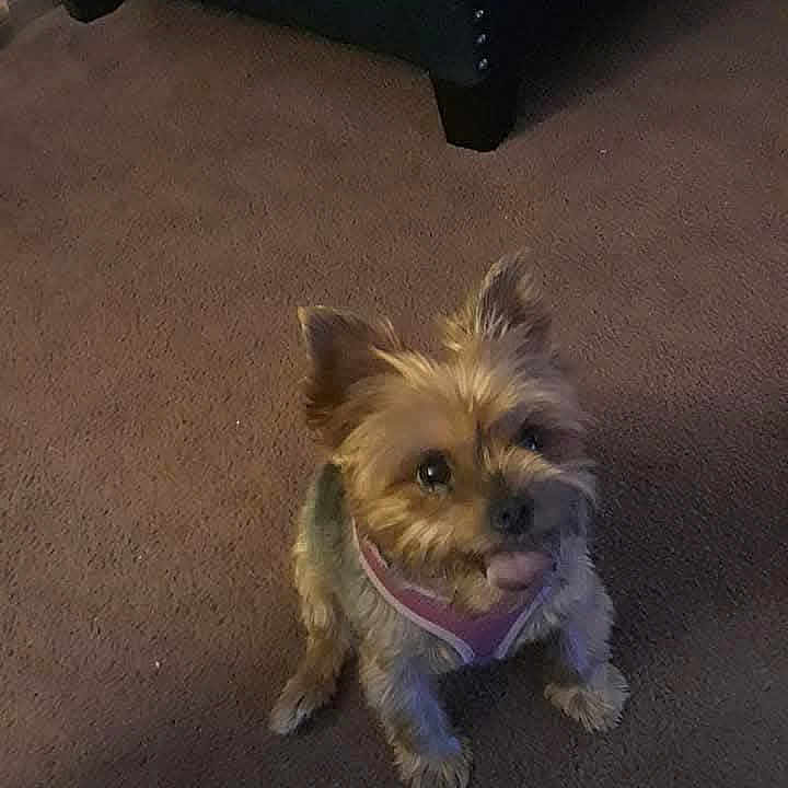 Holly