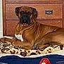 dog, brown_dog, boxer, pet, indoor, blanket, furniture, wooden_dresser, resting, cozy, animal, canine, lying_down, muzzle, paw, bed, domestic_animal, relaxed, fur, portrait