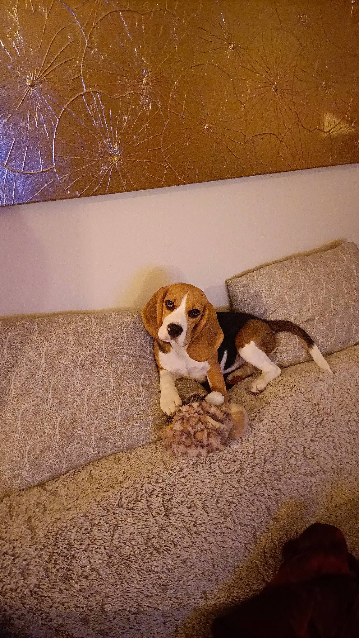 Alma participe au concours pour gagner de l'argent avec cette photo : basset_hound, building, canidae, carnivore, comfort, companion_dog, couch, dog, dog_breed, fawn, floor, flooring, hardwood, hound, house, living_room, scent_hound, snout, sporting_group, wood