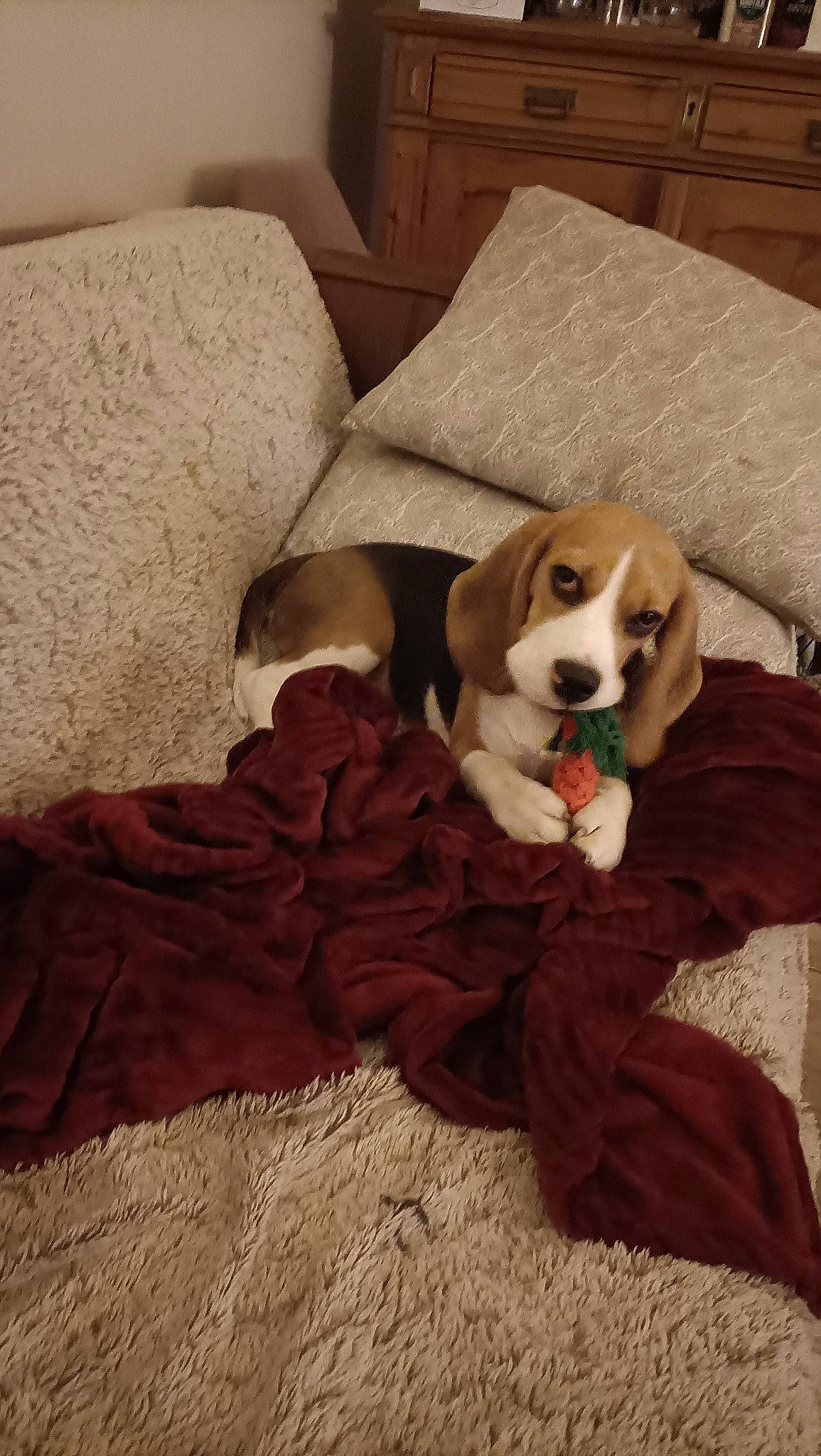 Alma a rejoint le concours — aidez-le/la à gagner de superbes lots ! canidae, carnivore, comfort, companion_dog, couch, dog, dog_breed, dog_supply, fawn, flooring, fur, hardwood, linens, liver, living_room, scent_hound, sporting_group, toy, wood, working_animal