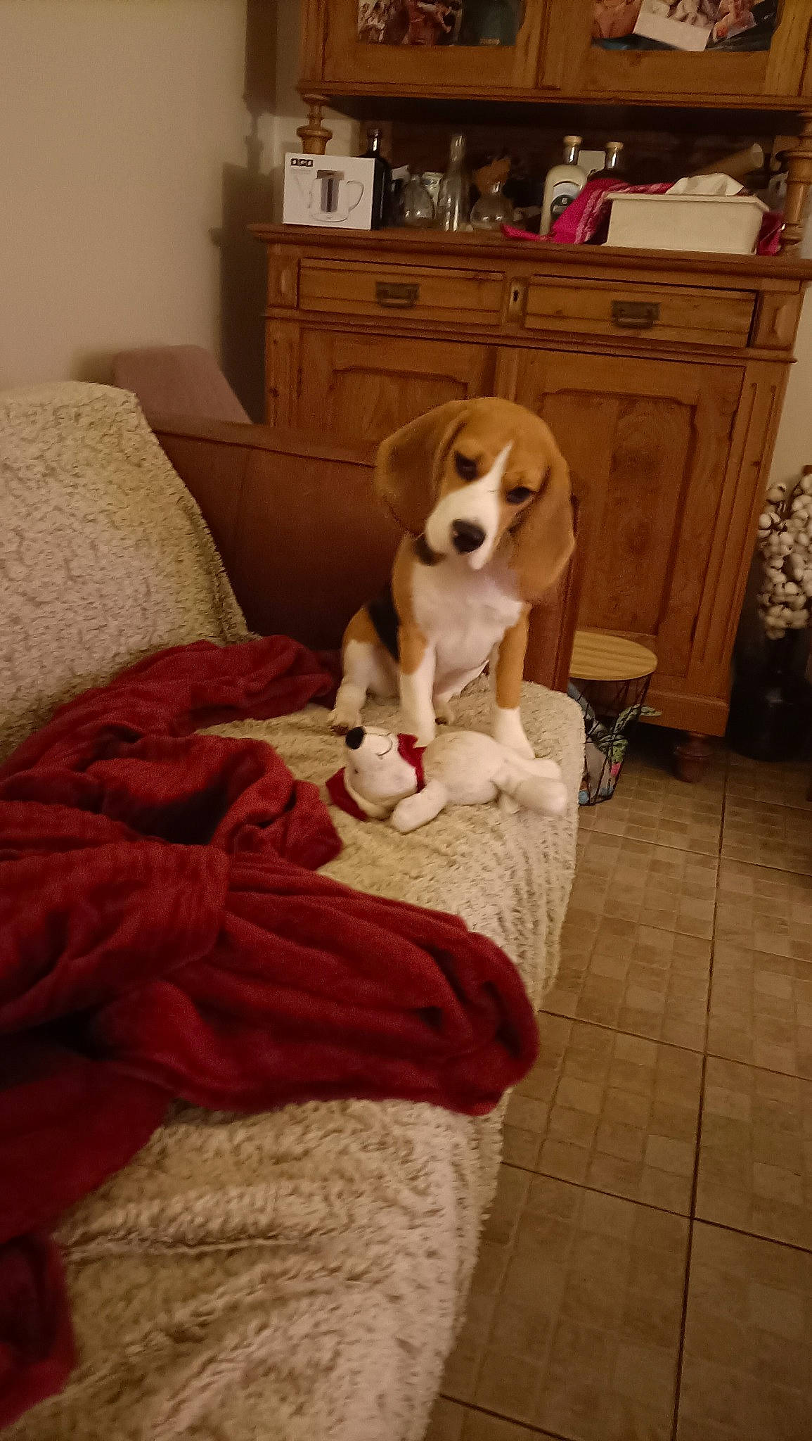 Alma a rejoint le concours — aidez-le/la à gagner de superbes lots ! cabinetry, carnivore, chair, chest_of_drawers, comfort, companion_dog, couch, dog, dog_breed, dresser, floor, flooring, furniture, hardwood, interior_design, living_room, room, snout, wood, working_animal