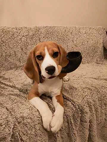 Alma participe au concours pour gagner de l'argent avec cette photo : canidae, carnivore, comfort, companion_dog, couch, dog, dog_breed, fawn, fur, gun_dog, hound, liver, puppy, scent_hound, snout, sporting_group, terrestrial_animal, whiskers, wood, working_animal