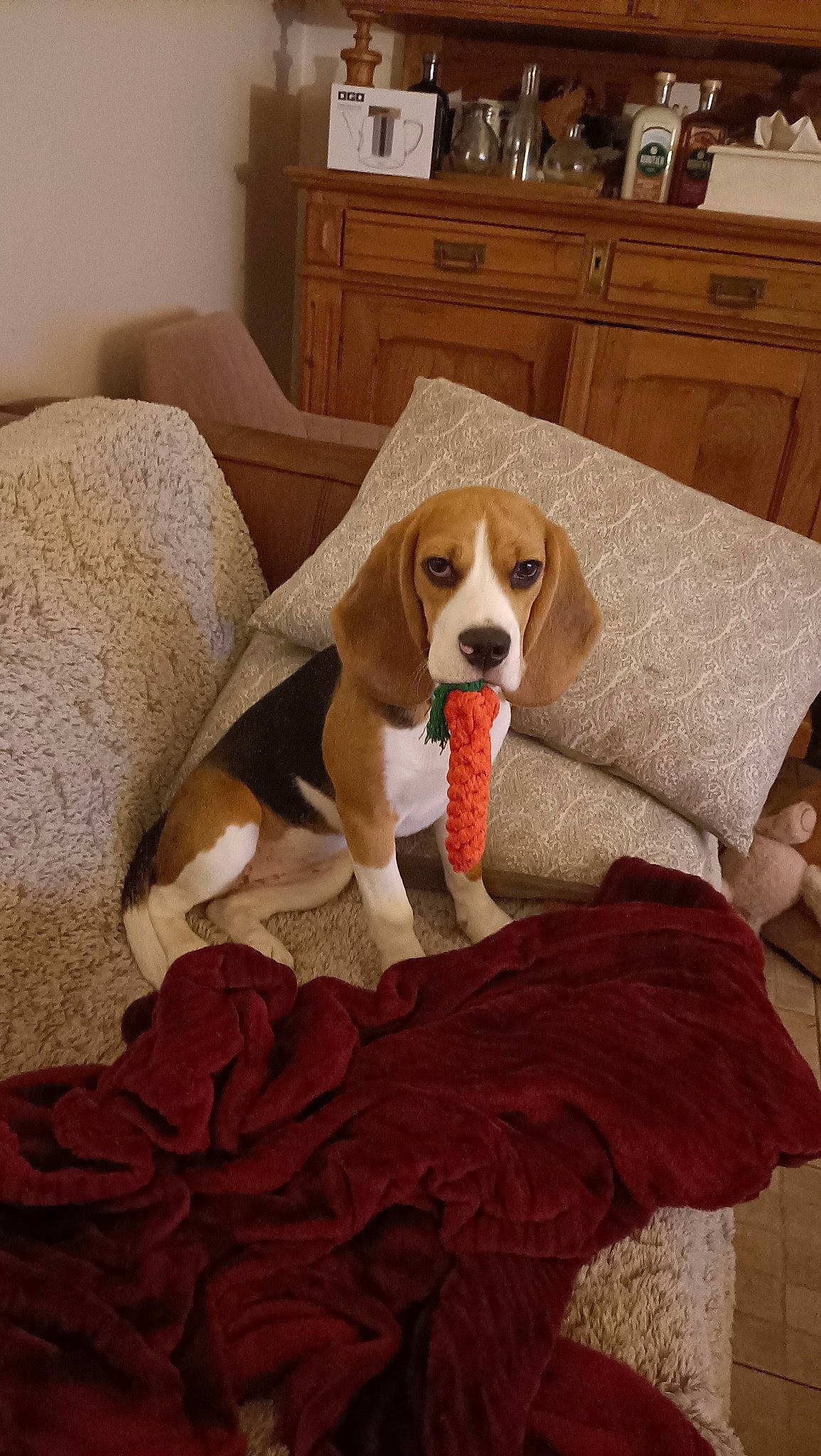 Alma participe au concours pour gagner de l'argent avec cette photo : cabinetry, carnivore, chest, comfort, companion_dog, couch, countertop, cupboard, dog, dog_breed, dog_supply, drawer, dresser, fawn, flooring, hardwood, liver, living_room, scent_hound, wood