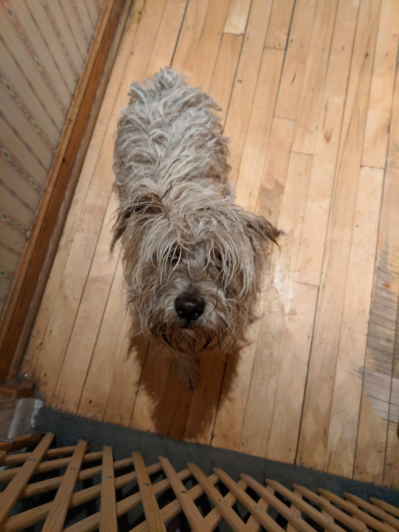 Bixby joined the competition — help win amazing prizes! bosnian_coarse_haired_hound, cairn_terrier, canidae, carnivore, catalan_sheepdog, dog, dog_breed, dutch_smoushond, glen_of_imaal_terrier, irish_soft_coated_wheaten_terrier, mammal, pyrenean_shepherd, rare_breed_dog, sapsali, schnoodle, small_terrier, sporting_group, sporting_lucas_terrier, terrier, vertebrate