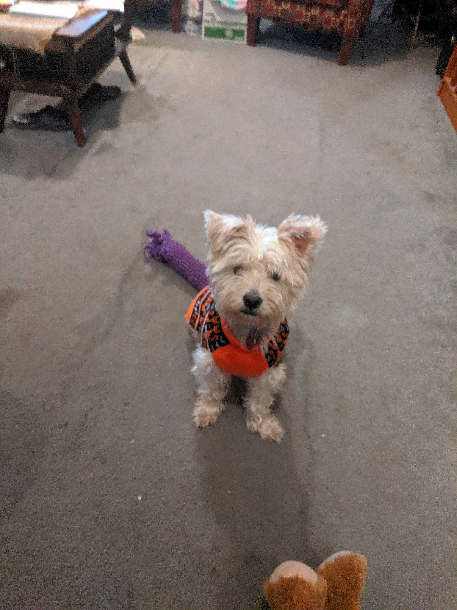 Bixby is registered to the contest to win money with this photo: cairn_terrier, canidae, carnivore, companion_dog, dog, dog_breed, fawn, glen_of_imaal_terrier, mammal, norwich_terrier, puppy, rare_breed_dog, small_terrier, sporting_group, sporting_lucas_terrier, terrier, toy_dog, vertebrate, west_highland_white_terrier, yorkshire_terrier
