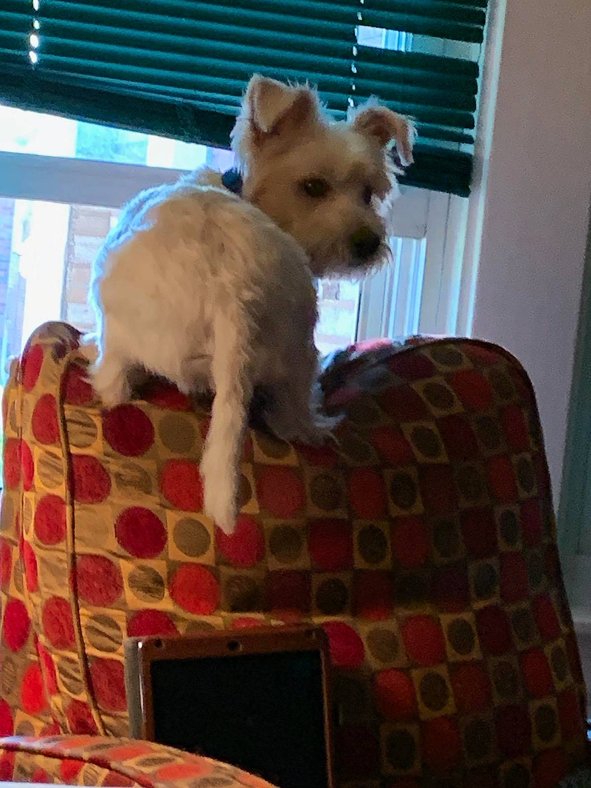 Bixby joined the competition — help win amazing prizes! cairn_terrier, canidae, carnivore, companion_dog, dog, dog_breed, fawn, mammal, norwich_terrier, puppy, toy_dog, west_highland_white_terrier