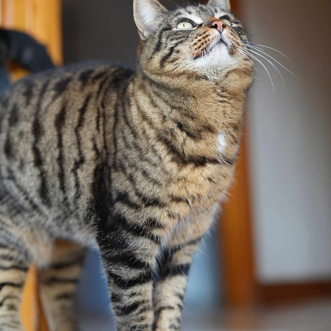 Chipie a rejoint le concours — aidez-le/la à gagner de superbes lots ! abyssinian, animal, cat, egyptiancat, hardwood, kitten, manx, pet, wood