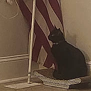 Blackberry joined the competition — help win amazing prizes! american_flag, black_cat, cat, collar, corner, curious, dim_lighting, domestic, feline, floor, household, indoor, mop, pet, quiet, scratcher, shadow, sitting, still_life, wall