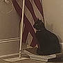american_flag, black_cat, cat, collar, corner, curious, dim_lighting, domestic, feline, floor, household, indoor, mop, pet, quiet, scratcher, shadow, sitting, still_life, wall