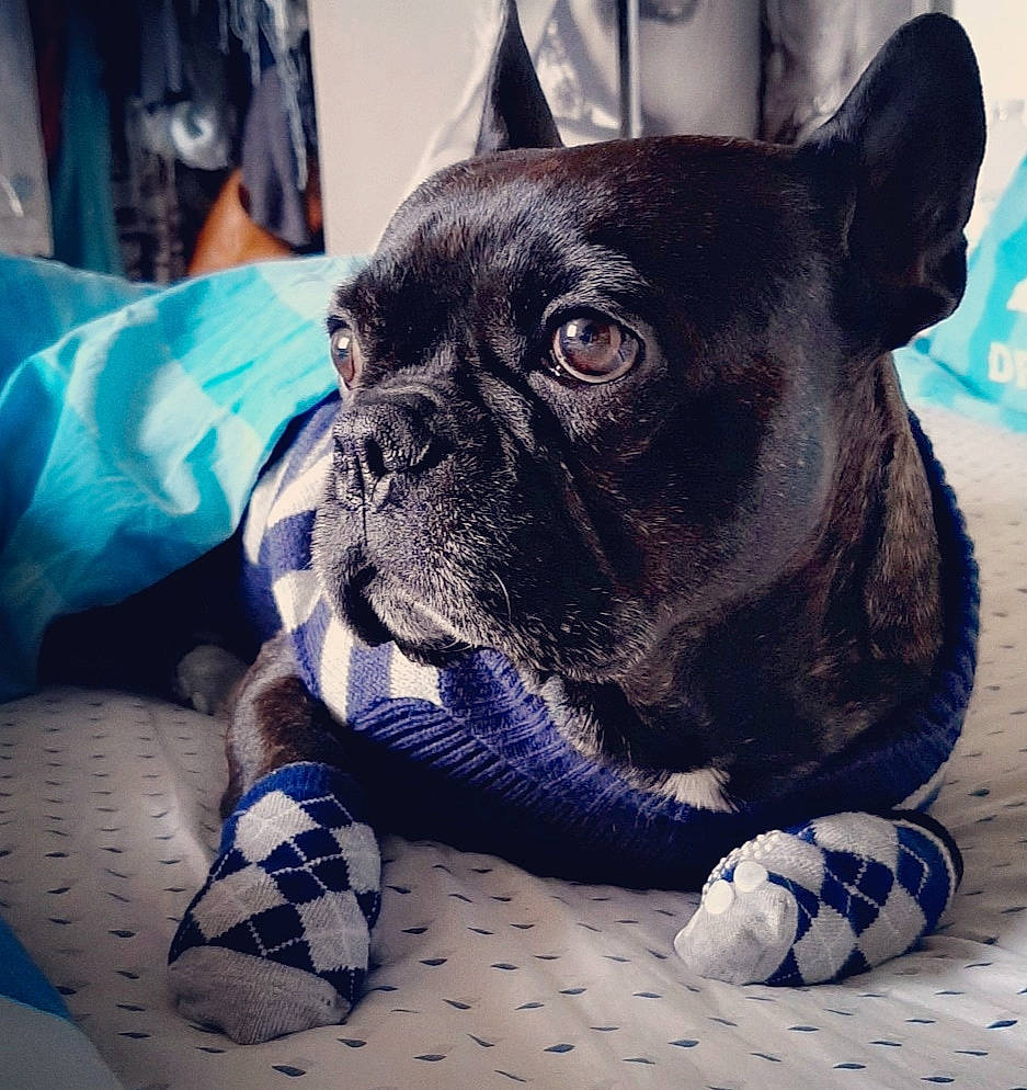 Djecko participe au concours pour gagner de l'argent avec cette photo : bulldog, canidae, carnivore, companion_dog, dog, dog_breed, dog_collar, eye, fawn, french_bulldog, mammal, molosser, non_sporting_group, rare_breed_dog, snout, sporting_group, toy_bulldog, vertebrate, whiskers