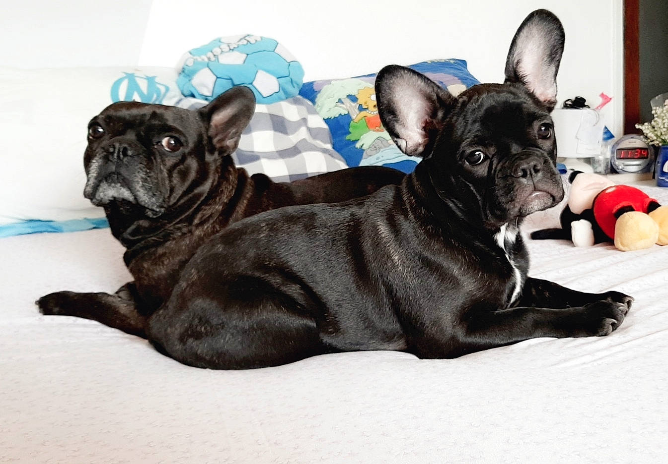 Djecko participe au concours pour gagner de l'argent avec cette photo : bulldog, canidae, carnivore, companion_dog, dog, dog_breed, fawn, french_bulldog, mammal, molosser, non_sporting_group, puppy, snout, toy_bulldog, vertebrate